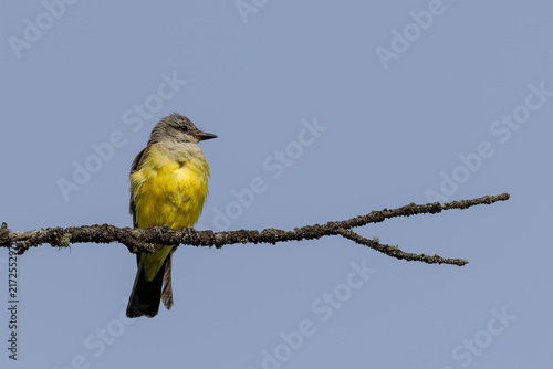 Принти на полотні Western Kingbird Perched on Weathered Lichen Branch