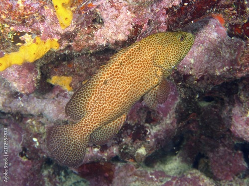 A fish with a reddish-brown scale pattern, the blood-red jewel cichlid (Cephalopholis cruentata), close-up in a coral reef, at the John Pennekamp Coral Reef State Park dive site, Key Largo, Florida Keys, Florida, USA