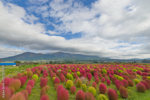コキアと阿蘇山（熊本県阿蘇）