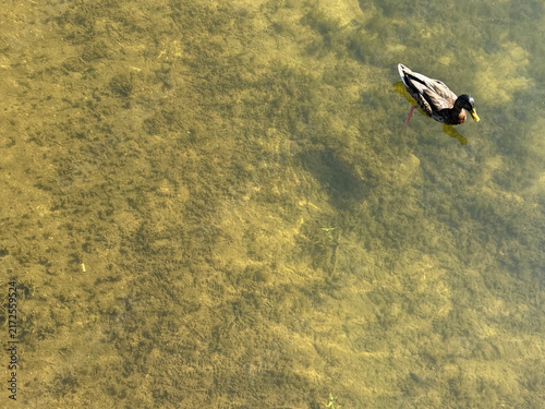 Canvastavla NC Cornelius Male Mallard Swimming 2026