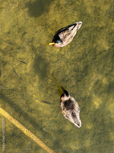 Foto NC Cornelius Mallard Couple V 2026