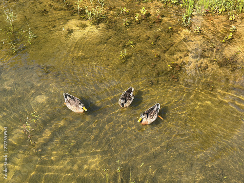 Photography NC Cornelius Three Mallards H 2026