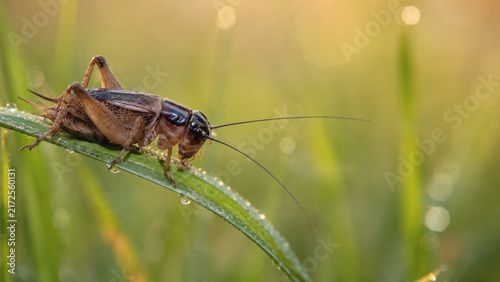 Close-up macro photograph of a brown cricket perched on a dew-covered blade of grass in warm morning light, with long antennae and softly blurred vegetation.