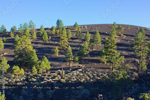 Pine trees on a cinder hill with rocks and boulders in the foreground. Sunset Crater Volcano National Monument, Flagstaff, Arizona.