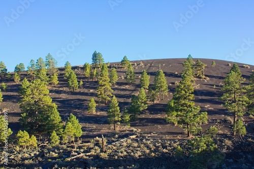 Pine trees on a cinder hill with rocks and boulders in the foreground. Sunset Crater Volcano National Monument, Flagstaff, Arizona.