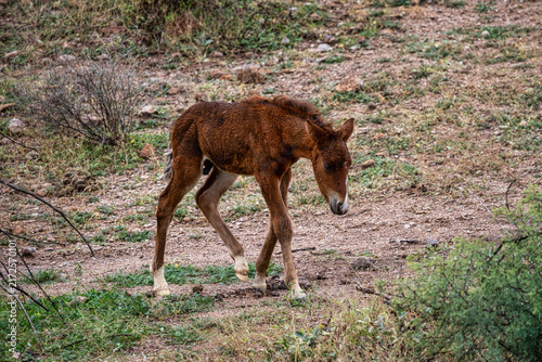 Salt River Wild Horse Foal