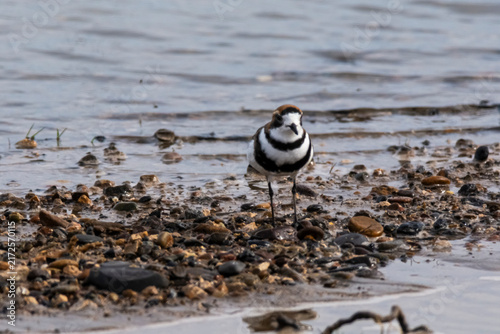 Obraz na płótnie Two banded plover,Charadrius falklandicus, Chubut, Patagonia , Argentina