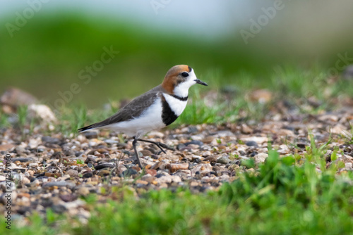 Fotografie Two banded plover,Charadrius falklandicus, Chubut, Patagonia , Argentina