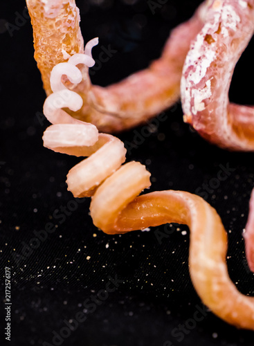 Fotografía Natural Organic Curves: Close-up Art of a Tubular Seashell with Twisted Spiral P