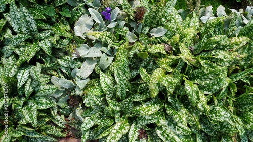 Variegated lungwort leaves close-up. Green leaves with white and silver spotted variegation pattern. Close-up view of pulmonary plant foliage with purple flower visible among the textured leaves.