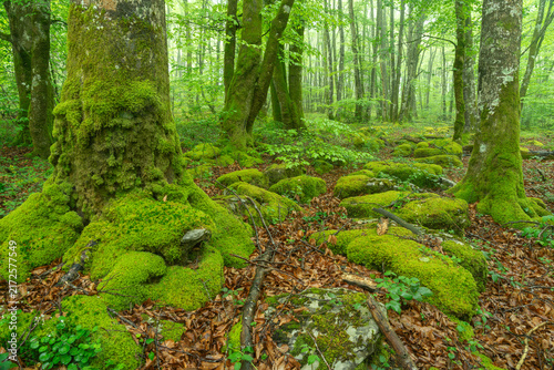 Moss-Covered Rocks and Trees in Monte Santiago Beech Forest, Burgos, Castilla y Leon, Spain