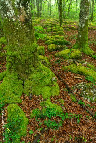 Moss-Covered Rocks and Trees in Monte Santiago Beech Forest, Burgos, Castilla y Leon, Spain
