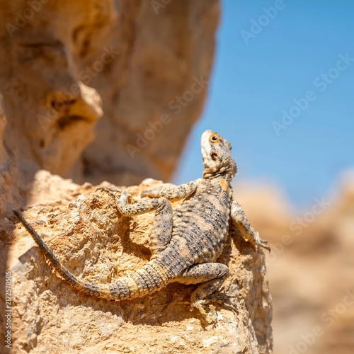 bearded dragon lizard