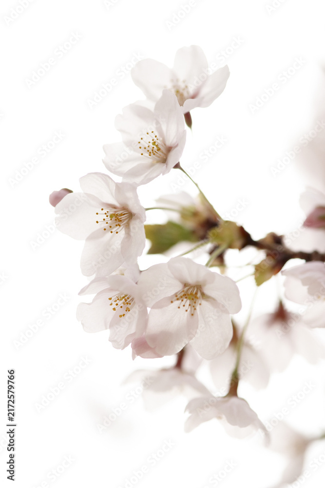 Fototapeta premium 벚꽃