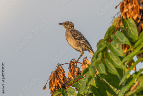 Cuadro en lienzo Northern mockingbird molting perches on top of a tree.