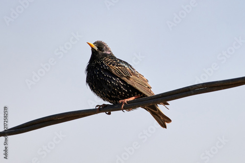 Common starling, European starling (Sturnus vulgaris)(Scientific name) perched  on a branch in natural habitat