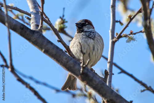 Male House Sparrow (Passer domesticus) Perched on a Blossoming Tree Branch Against Clear Blue Sky