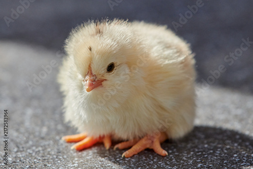 Close-Up View of Cute Fluffy Yellow Chick Standing on Ground Facing Camera
