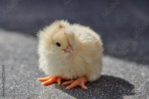 Close-Up View of Cute Fluffy Yellow Chick Standing on Ground Facing Camera