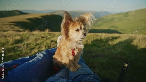 Dog sits on lap in grassy field during sunny day on a hillside with mountains in background