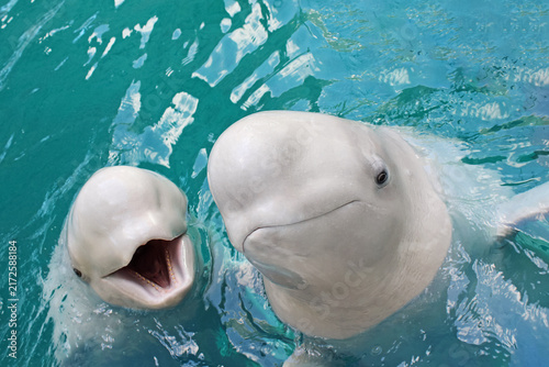 Bild auf Leinwand Two white beluga whales swimming in clear turquoise water with open mouths and friendly expressions