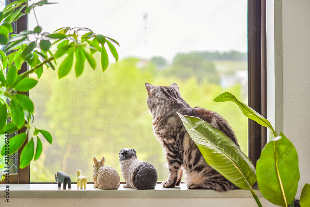 Naklejka premium 窓辺で動物のミニチュア達と並んでくつろぐ猫