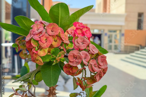 Pink Euphorbia milii flowers blooming on a branch outdoors