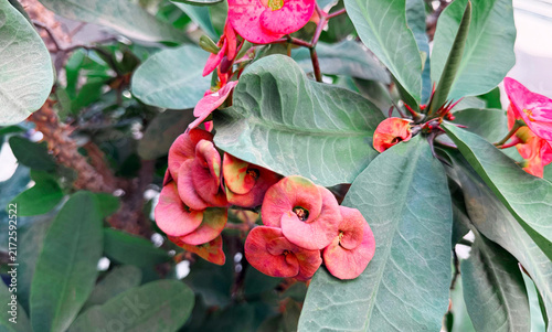 Pink Euphorbia milii flowers and green leaves growing outdoors