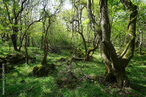 old wild forest in the spring sunlight