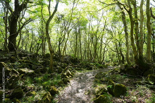fine forest pathway through old mossy rocks