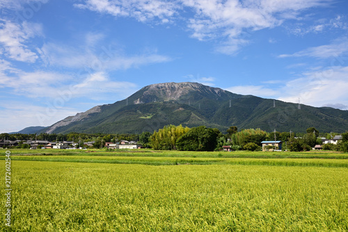 Photography Mount Ibuki and Golden Rice Fields in Rural Japan.（伊吹山）1