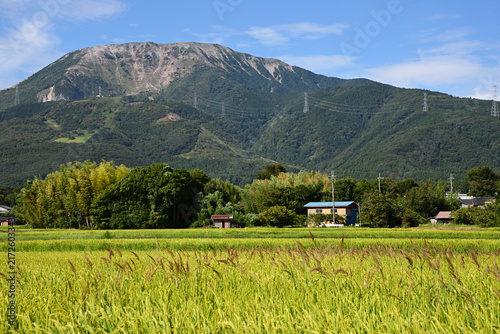 Canvas Print Mount Ibuki and Golden Rice Fields in Rural Japan.（伊吹山）5