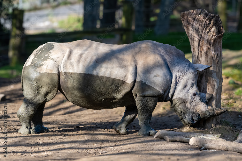 Fototapeta premium rhino