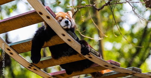 Bild auf Leinwand Ultimate relaxation: The red panda sprawls on the wooden frame with its arms hanging down, fast asleep—a completely laid-back, healing moment