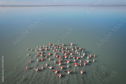 Aerial View of a Large Flock of Greater Flamingos Taking Flight from a Calm Salt Lake