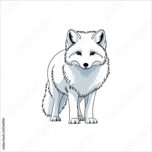 Arctic Fox Standing White Background
