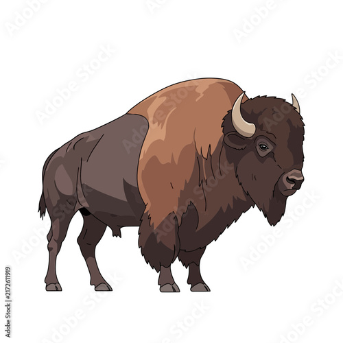 Bison Illustration