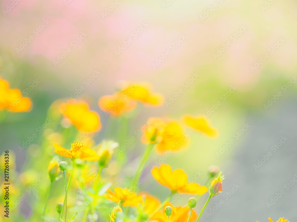 Obraz premium 夕方。花畑の風景。キバナコスモス。夕陽に照らされて輝くコスモス畑。透き通る花びらや葉っぱ。カラフルな花畑。横構図