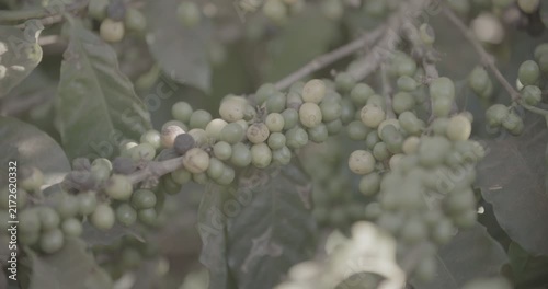 Coffee plant