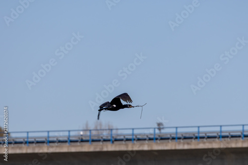 Obraz na płótnie Great cormorant flying carrying twig for nesting
