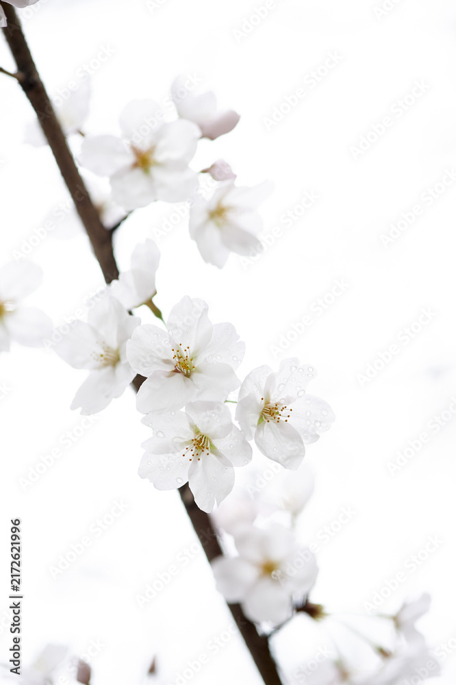 Fototapeta premium 벚꽃