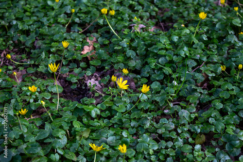 Lesser celandine yellow wildflowers blooming on forest floor