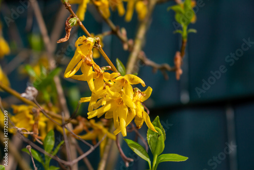 Forsythia flowers blooming in sunny spring garden