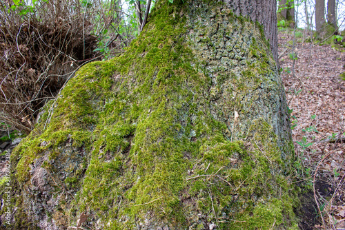 Moss growing on old tree bark in forest