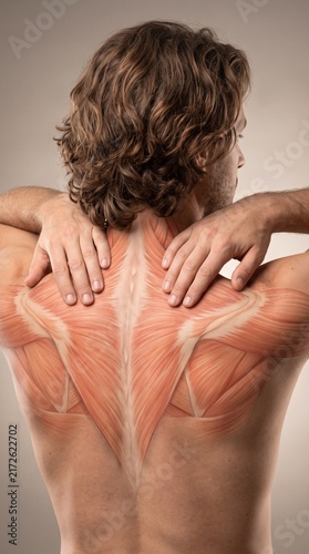 Human Back Muscle Anatomy With Hands In Therapeutic Care
