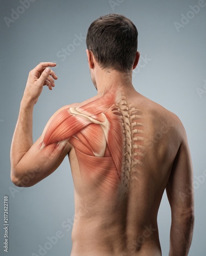 Human Back and Shoulder Muscle Anatomy Illustration