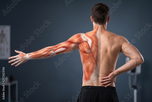 Anatomical Illustration of Shoulder and Back Muscles