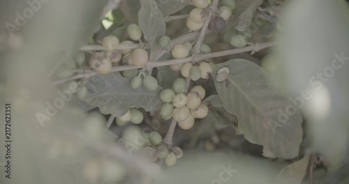 Coffee plant