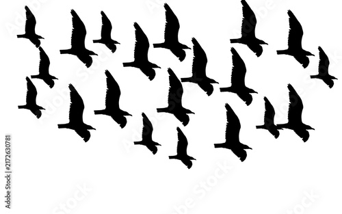 Fotografía Flock of birds flying silhouette isolated on white