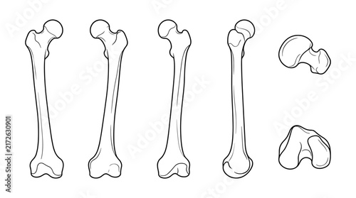 Set of human femur bone illustrations featuring various angles and anatomical views, simple line art style for medical diagrams or educational